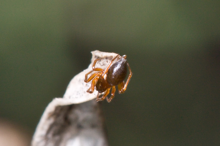 Da identificare (Linyphiidae?)